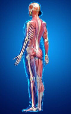 3D, tıbbi olarak kadın anatomisini doğruluyor.