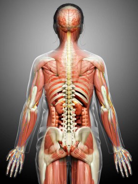 3D, tıbbi olarak erkek anatomisini doğruluyor.