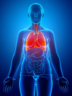3 boyutlu, tıbbi olarak kadın akciğer anatomisini gösteriyor.
