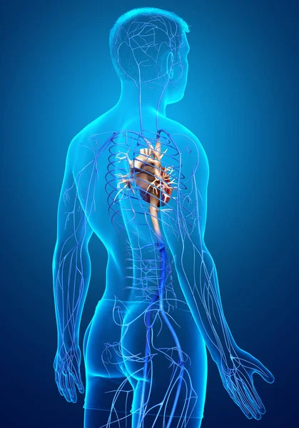 Оказана Медицинская Точная Иллюстрация Анатомии Вен Мужчин — стоковое фото