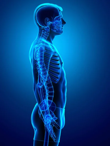3D渲染的 医学上准确的男性骨骼系统图解 — 图库照片