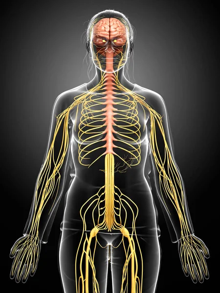 Gerenderte Medizinisch Korrekte Darstellung Eines Weiblichen Nervensystems — Stockfoto