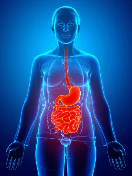 3D渲染 医学上准确的女性胃和小肠的图像 — 图库照片