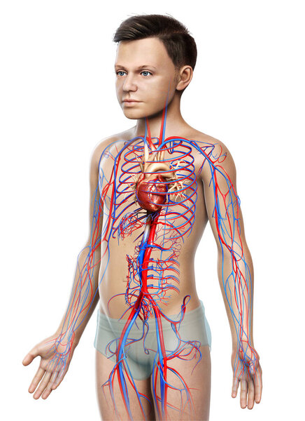 3d оказана медицинская точная иллюстрация сердца мальчика
