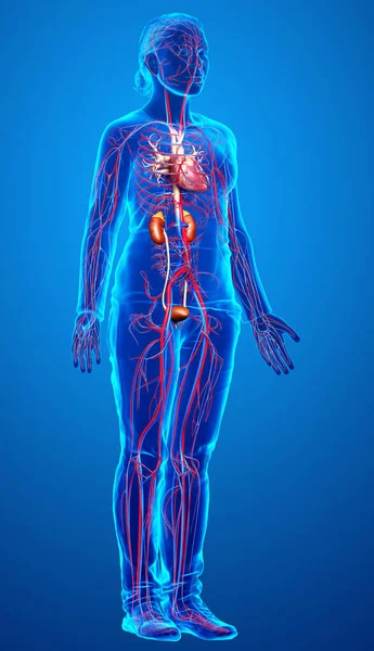 Reso Illustrazione Clinicamente Accurata Dei Reni Femminili Del Sistema Circolatorio — Foto Stock