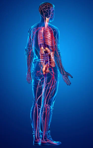 Renderizado Ilustración Médicamente Precisa Los Órganos Internos Masculinos Sistema Circulatorio —  Fotos de Stock