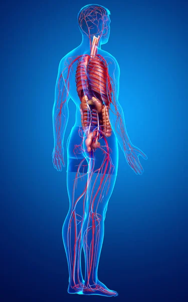 Тривимірна Медично Точна Ілюстрація Чоловічої Системи Кровообігу Внутрішніх Органів — стокове фото