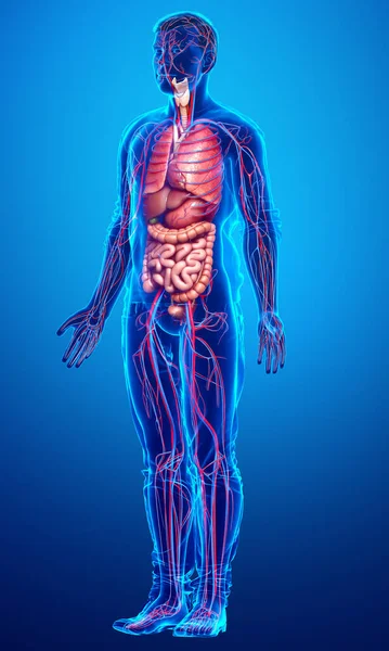 Medisch Nauwkeurige Illustratie Van Mannelijke Bloedsomloop Interne Organen — Stockfoto