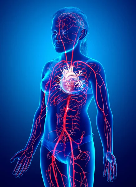 Reso Illustrazione Clinicamente Accurata Giovani Arterie Ragazza — Foto Stock