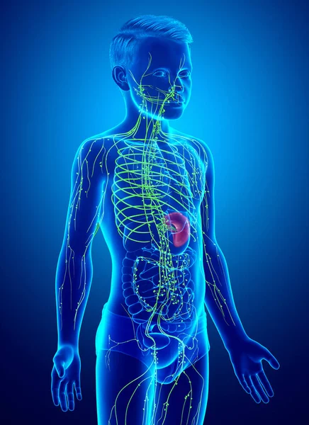 Rendered Medically Accurate Illustration Young Boy Lymphatic System — Stock Photo, Image