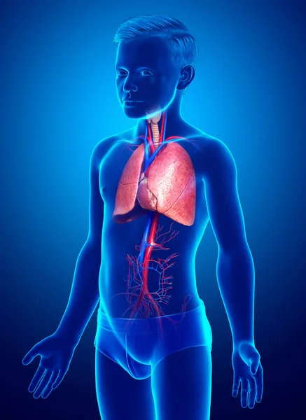Renderizado Ilustración Médicamente Precisa Niño Joven Anatomía Pulmonar —  Fotos de Stock