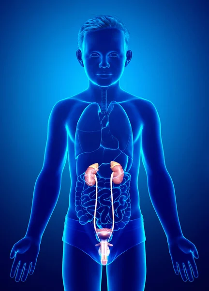 Återges Medicinskt Korrekt Illustration Den Unga Pojken Njurar Anatomi — Stockfoto