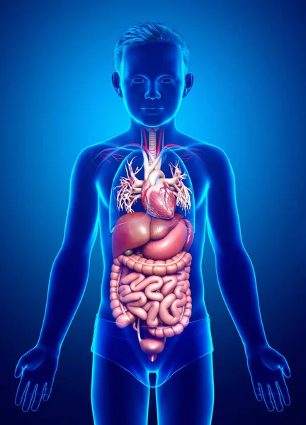 Renderizado Ilustración Médicamente Precisa Niño Sistema Digestivo — Foto de Stock