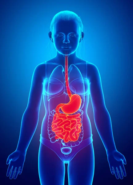 Renderizado Ilustração Medicamente Precisa Estômago Menina Jovem Intestino Delgado — Fotografia de Stock