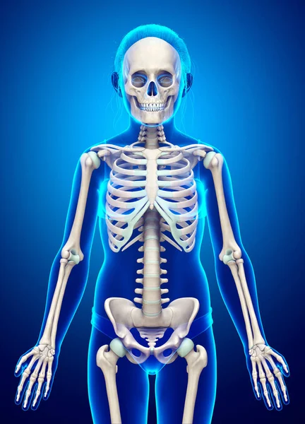 Рендеринг Медицинская Точная Иллюстрация Системы Скелета Молодой Девушки — стоковое фото