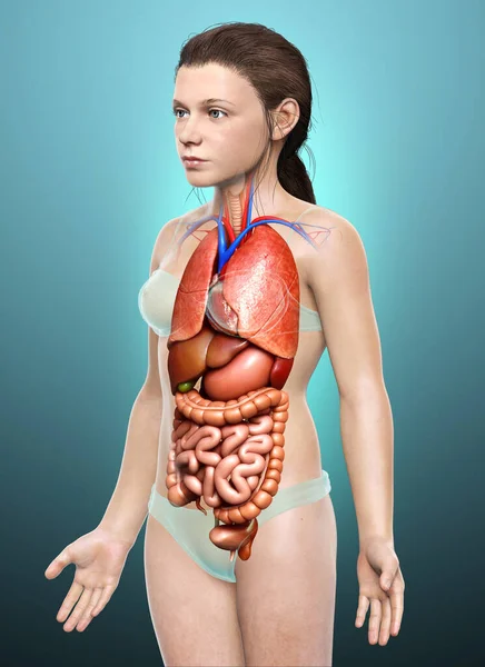 Rendered Medically Accurate Illustration Girl Internal Organs — Stock Photo, Image