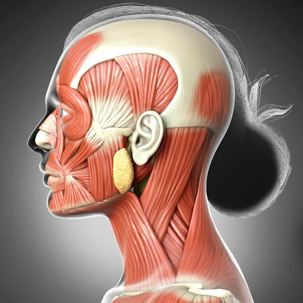 3d rendering medical illustration of Female head anatomy for education