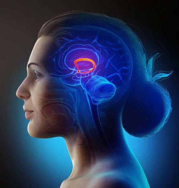 3D对女性大脑叉叉进行了精确的医学描述 — 图库照片