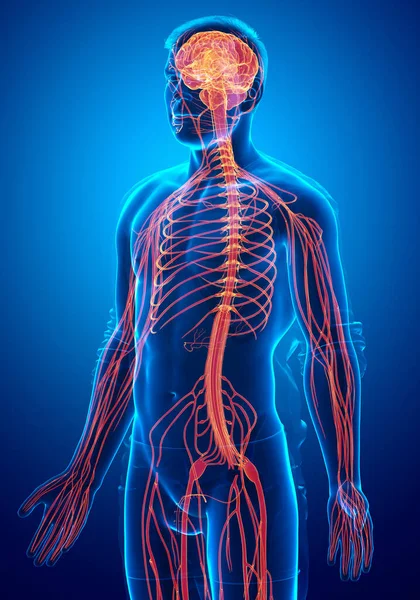 Rendered Medically Accurate Illustration Male Nervous System — Stock Photo, Image