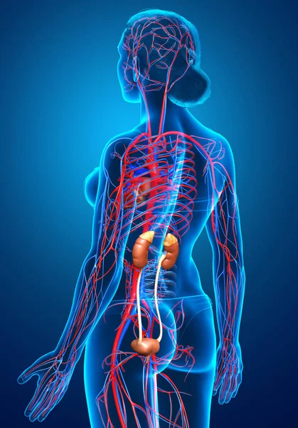 3D对女性肾脏和循环系统进行了精确的医学描述 — 图库照片