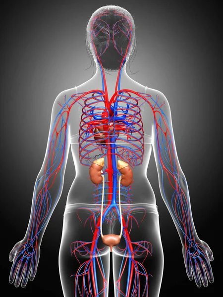 Renderizado Ilustración Médicamente Precisa Los Riñones Femeninos Sistema Circulatorio — Foto de Stock