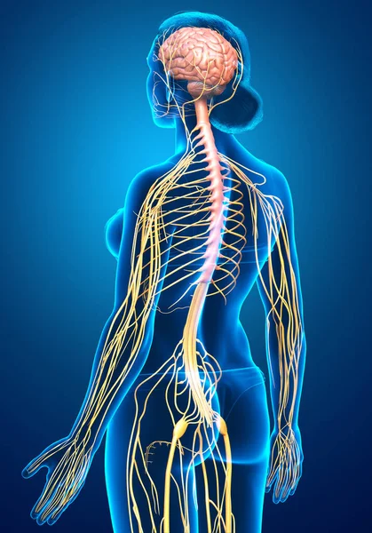 Lékařsky Přesné Ilustrace Ženského Nervového Systému — Stock fotografie