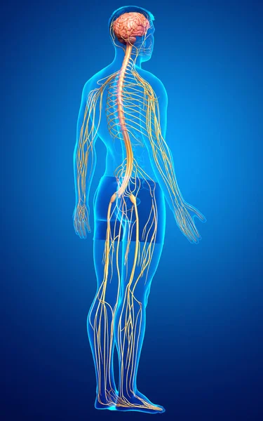 Тривимірна Медично Точна Ілюстрація Чоловічої Нервової Системи — стокове фото