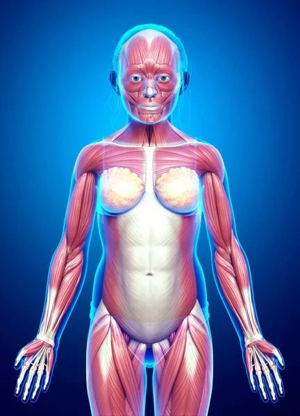 3D对一个年轻女孩肌肉系统进行了精确的医学描述 — 图库照片