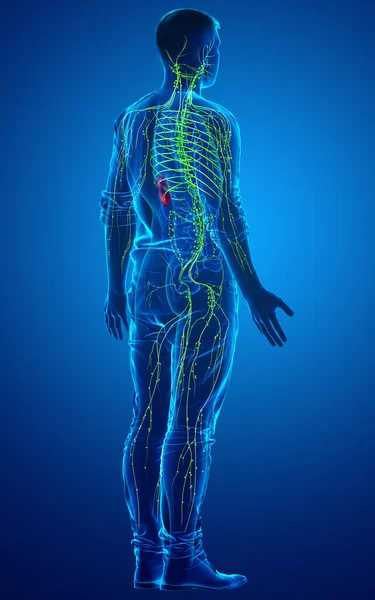 Gerenderte Medizinisch Genaue Darstellung Eines Männlichen Lymphsystems — Stockfoto