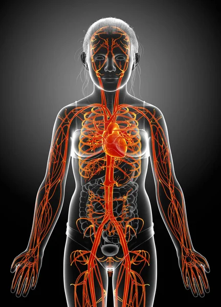 Lékařsky Přesné Ilustrace Zvýrazněné Oranžové Mladé Dívky Srdce Anatomie — Stock fotografie
