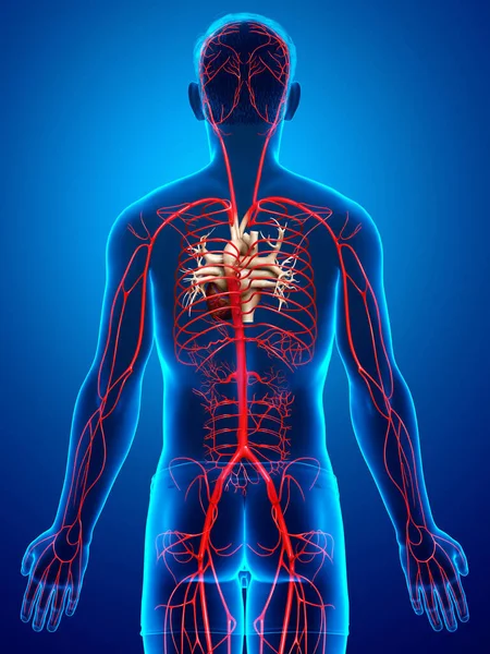 Reso Illustrazione Clinicamente Accurata Delle Arterie Maschili — Foto Stock