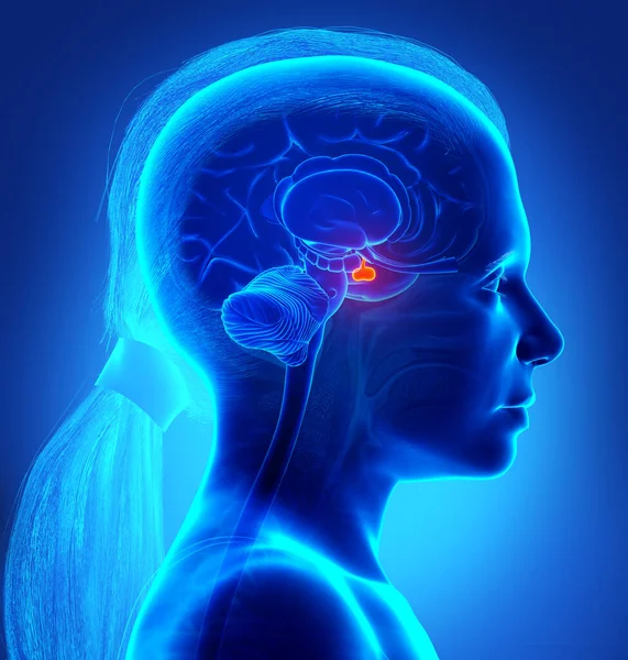Рендеринг Медицинской Иллюстрации Девушки Анатомия Мозга Pituitary Gland Поперечное Сечение — стоковое фото