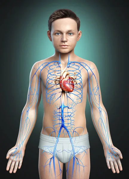 Renderowane Medycznie Dokładna Ilustracja Chłopca Żyły Anatomii — Zdjęcie stockowe