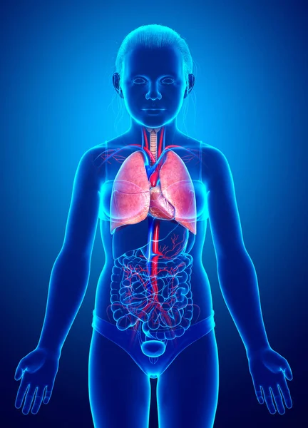 Boyutlu Tıbbi Olarak Genç Bir Kızın Akciğer Anatomisini Gösteriyor — Stok fotoğraf