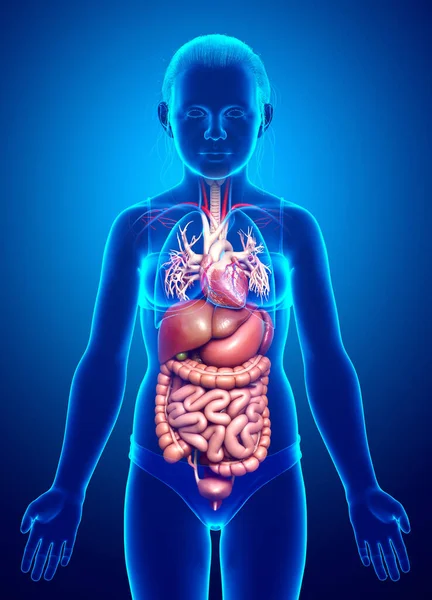 Renderizado Ilustración Médicamente Precisa Niña Del Sistema Digestivo Corazón —  Fotos de Stock
