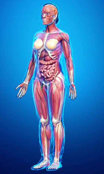 3d rendered medically accurate of the female anatomy