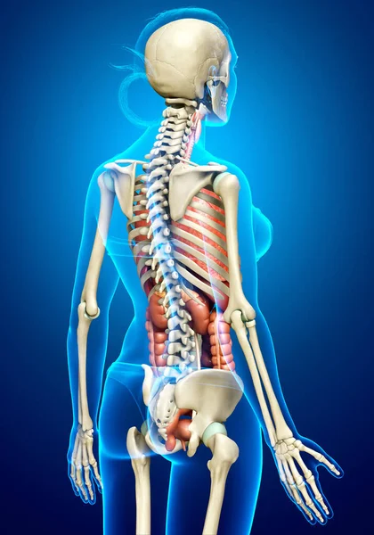 Gerenderte Medizinisch Korrekte Darstellung Weiblicher Organe Und Skelettsysteme — Stockfoto