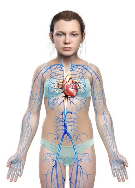 Rendered Medically Accurate Illustration Young Girl Veins Anatomy — Stock Photo, Image