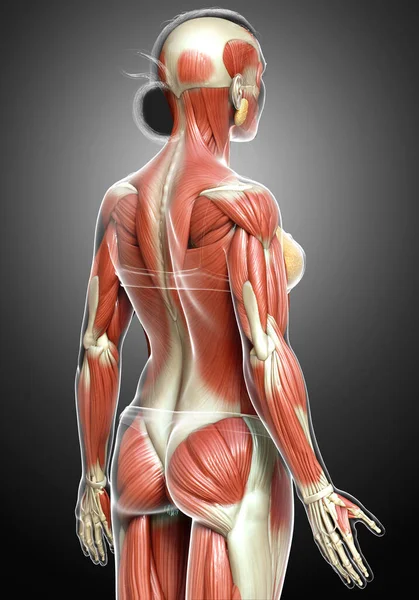 Reso Illustrazione Clinicamente Accurata Sistema Muscolare Femminile — Foto Stock