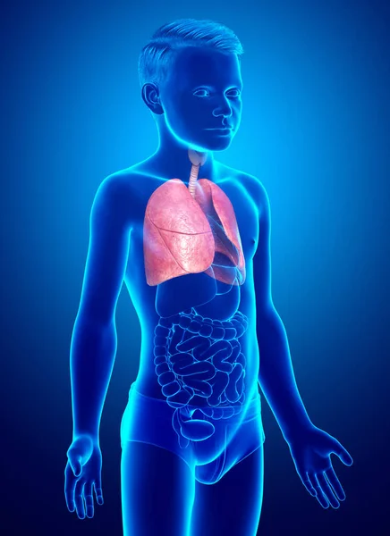 Reso Illustrazione Clinicamente Accurata Giovane Ragazzo Anatomia Polmonare — Foto Stock
