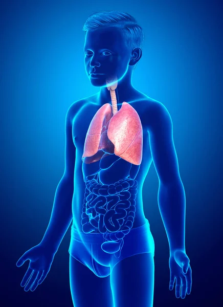 Renderizado Ilustración Médicamente Precisa Niño Joven Anatomía Pulmonar — Foto de Stock