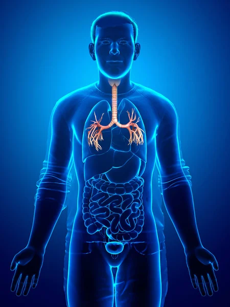 3D illustration of Larynx Trachea Bronchi Part of Respiratory System.