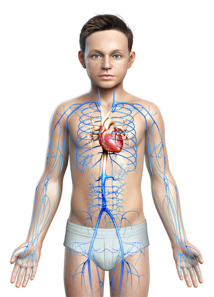 3d оказана медицинская точная иллюстрация анатомии вен мальчика
