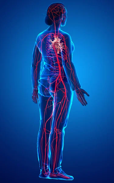 Gerenderte Medizinisch Korrekte Darstellung Weiblicher Arterien — Stockfoto