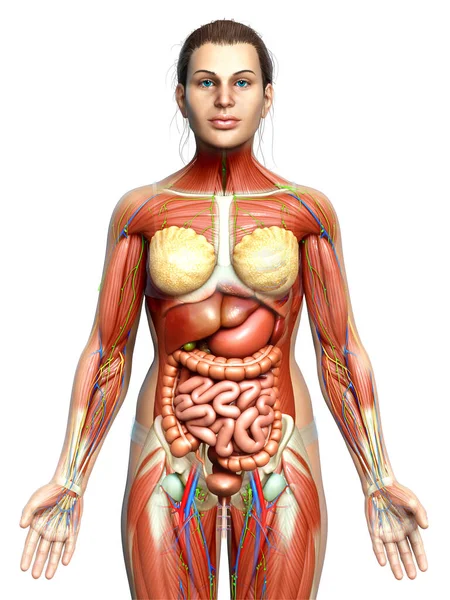 Hecho Médicamente Preciso Anatomía Femenina — Foto de Stock