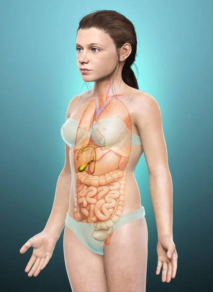 Renderizado Ilustración Médicamente Precisa Niña Órganos Anatomía Vesícula Biliar — Foto de Stock