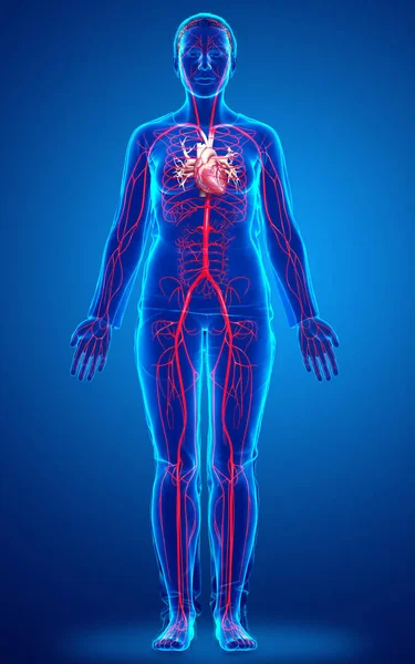 Reso Illustrazione Clinicamente Accurata Delle Arterie Femminili — Foto Stock