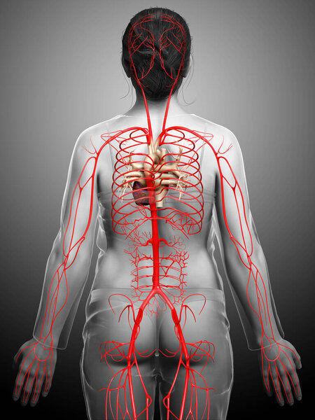 3d оказана медицинская точная иллюстрация женских артерий
