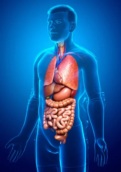 Gjorde Medicinskt Korrekt Illustration Manliga Inre Organ — Stockfoto