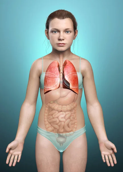 Renderizado Ilustración Médicamente Precisa Una Anatomía Pulmonar Chica Joven —  Fotos de Stock